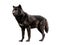 Wet canadian black wolf isolated on white