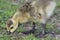 Wet Canadian Goose Gosling, Branta canadensis maxima, Forages in a Park