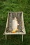 A wet carp in a stand lies on the grass, demonstrating a successful catch.