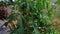 wet cassava tree leaves after rain