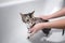 Wet cat in bathroom take a shower