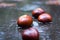 Wet chestnuts in autumnal rain forest