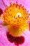 Wet Cistus flower beautiful macro detail