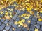 Wet cobblestone sidewalk with yellow fallen leaves