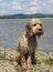 Wet cockapoo puppy dog sitting on rock with sea, sand and landscape in background