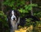 Wet Collie in the forest