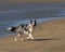 Wet Collie running from sea on beach