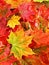 Wet colored maple leaves background