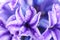 Wet Common Dutch Garden Hyacinth (Hyacinthus Orientalis)