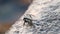 Wet crab crawls up rock against calm sea ripple at sunset