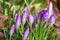 Wet crocus buds in spring