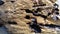 Wet crumbling wood close-up. A wooden surface that is in the water for a long time. Woody balance floated downstream