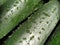 Wet Cucumbers. Thoroughly wash vegetables with water. Prevention of infectious diseases. Green vegetables close-up. Vegetarianism