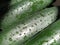 Wet Cucumbers. Thoroughly wash vegetables with water. Prevention of infectious diseases. Green vegetables close-up. Vegetarianism