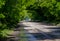 a wet curved asphalt road runs through the forest forming green arches of branches