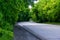 a wet curved asphalt road runs through the forest forming mysterious green arches from the branches