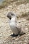 Wet cygnet