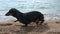 Wet dachshund puppy shakes off water after bathing in sea