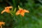 Wet Daylily, orange yellow flower with blurred green garden back