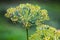 Wet dill flowers macro photo