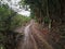 A wet dirt road in a forest on a farm on a rainy day