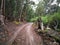 A wet dirt road in a forest on a farm on a rainy day