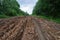 Wet dirt road with piles of woody debris