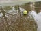 Wet dirty tennis ball in puddle in rainy weather. Cancellation of matches. Water reflection