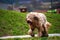 Wet, disheveled and muddy briard running on path