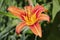 Wet Ditch Lily