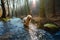 Wet dog briard standing in the middle of creek