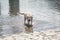 A wet dog comes out of the water after bathing. Golden Retriever takes a water treatment outdoors on a summer sunny day