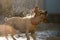 Wet dog jack russell terrier shakes off the water on a sunset ba