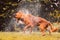 Wet dog shaking and splashing water drops all around.