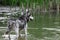 A wet dog of the Siberian Husky breed alone without a leash, lost or running away, stands in the green water of a lake, a river or
