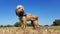 Wet dog standing on straw bale with blue skies and green landscape