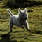 Wet Dog ! West Highland White Terrier