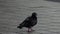 A wet dove goes agressively along the tiled pavement in slo-mo