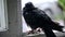 Wet dove sitting on the windowsill during the rain