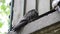 Wet dove sitting on the windowsill during the rain