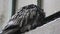 Wet dove sitting on the windowsill during the rain