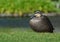 Wet duck with water droplets on feathers