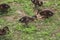 Wet ducklings searching for food in the grass