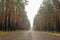 Wet empty asphalt road through forest in foggy rainy autumn day, highway in rural landscape