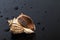 Wet empty shell from rapana venosa