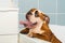 Wet english bulldog puppy in the bathroom Red-haired with white colored closeup portrait british breed