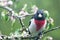 Wet evening grosbeak on a branch