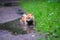 Wet female shiba inu dog in puddle