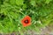 Wet field poppy on a rainy day