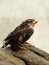 Wet fledgeling European sparrow